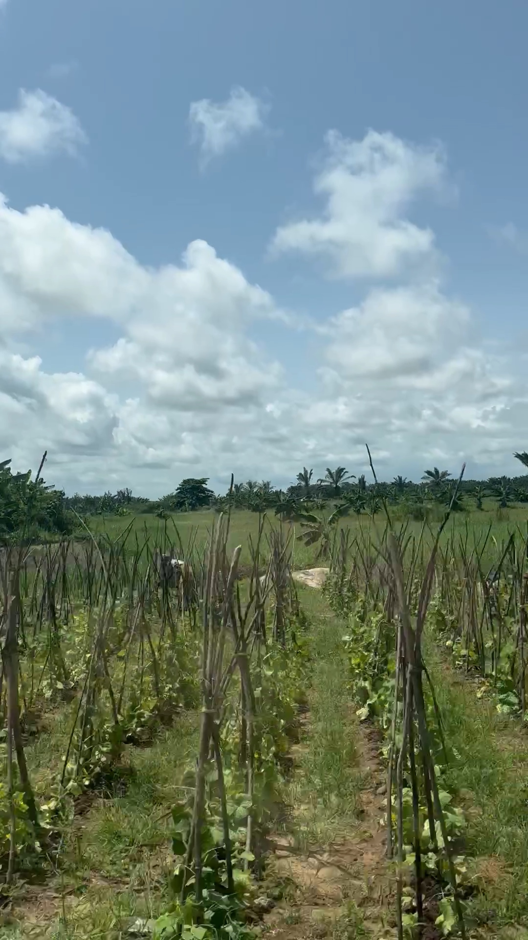 Cultures and agricultural landscape in Côte d’Ivoire.