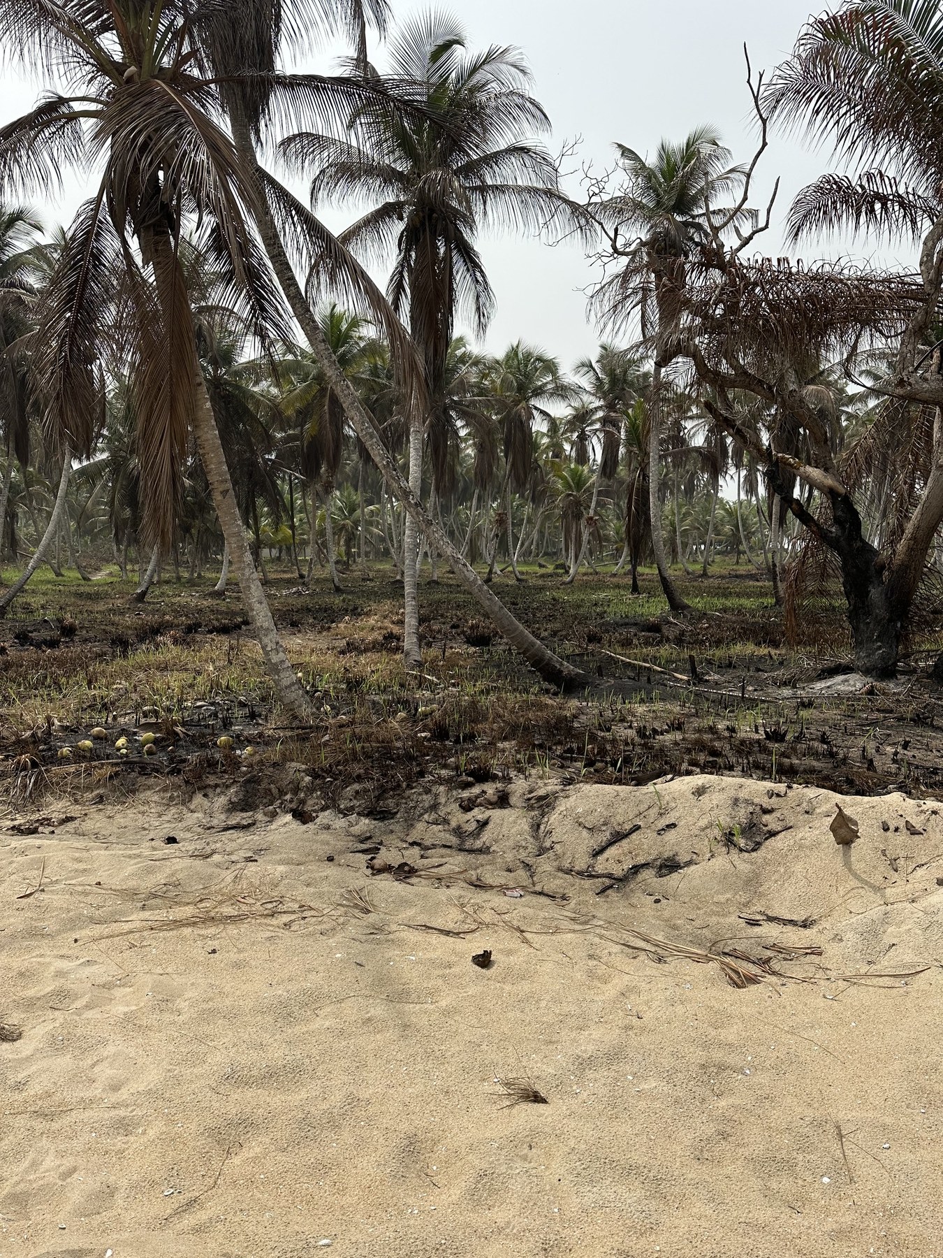 Palmeraie dans un paysage côtier de Côte d’Ivoire.